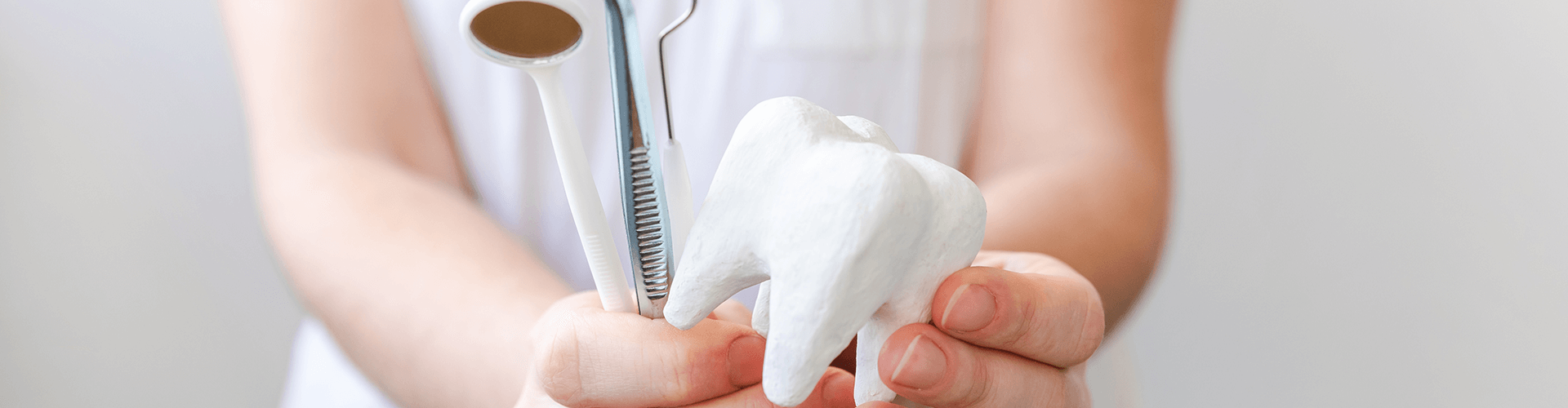 person holding a tooth model and dental instruments