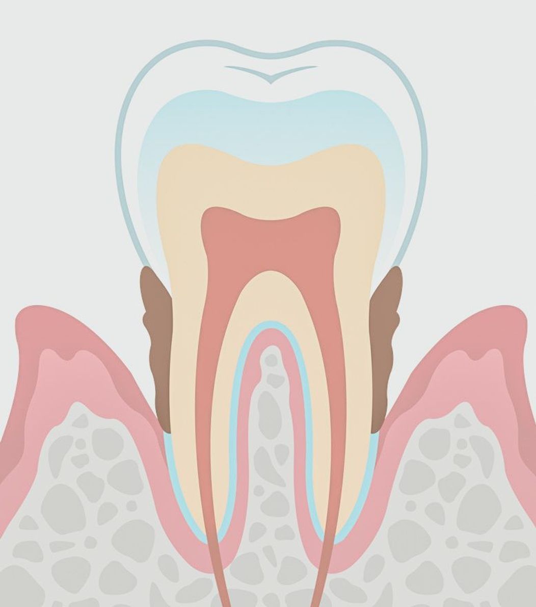 An image of the anatomy of a tooth